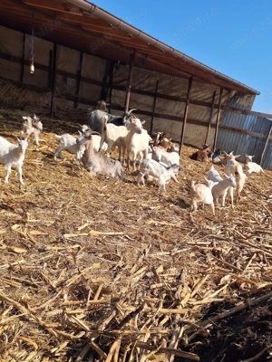 De vânzare!!! - imagine 3