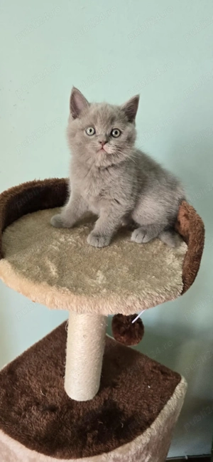 4 pisoi adorabili își caută familie! 