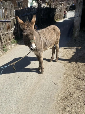 vand magar - imagine 4