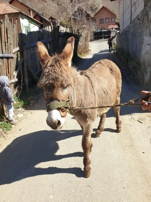 vand magar - imagine 2