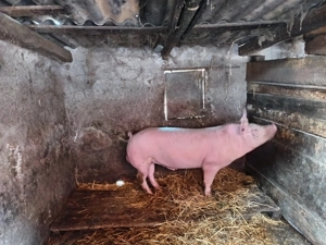 Disponibil vier  - imagine 3