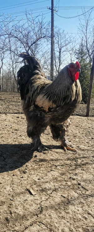 Vând ouă de brahma - imagine 5