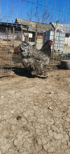 Vând ouă de brahma - imagine 3