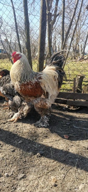 Vând ouă de brahma - imagine 4