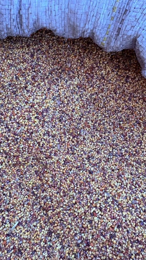 Sămânță trifoi roșu (pentru fânețe)