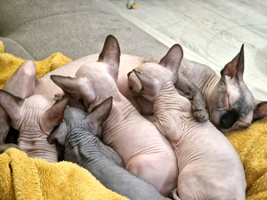 pui pisica Sphynx  - imagine 2