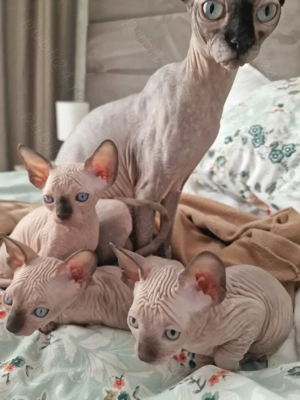 pui pisica Sphynx  - imagine 3