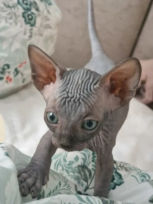 pui pisica Sphynx  - imagine 4