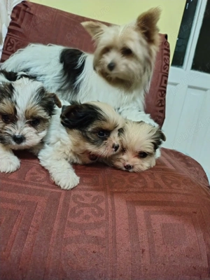 Vând căței Yorkshire Terier Biewer - imagine 2