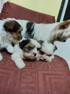 Vând căței Yorkshire Terier Biewer