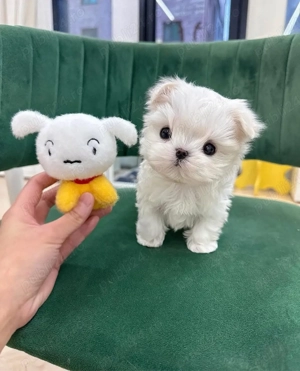 bichon maltez mini toy - imagine 5