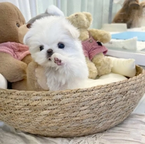 bichon maltez mini toy - imagine 2