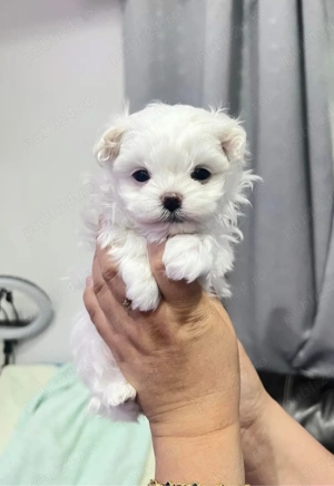 bichon maltez mini toy - imagine 4