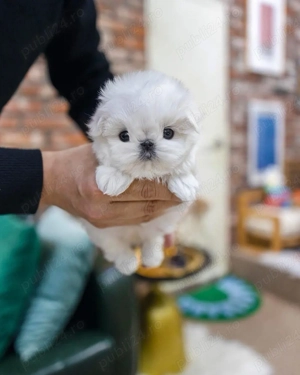 bichon maltez mini toy