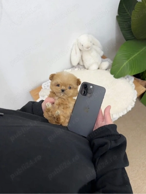 Maltipoo toy  Poodle -Pudel toy roscat  - imagine 2