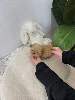 Maltipoo toy  Poodle -Pudel toy roscat  - imagine 5