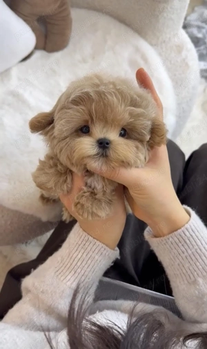 Maltipoo toy  Poodle -Pudel toy roscat  - imagine 3