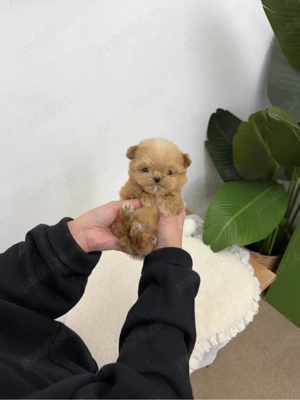 Maltipoo toy  Poodle -Pudel toy roscat 