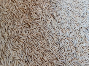 Vând ovăz pentru semănat 1,50 leu