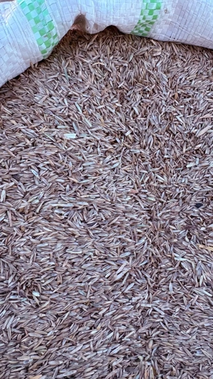 Semințe ierburi pentru fânețe