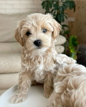 Maltipoo Fetițe si Băiat 