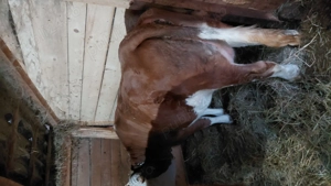 Vand 2 vaci baltate (la prima fatare) - imagine 3