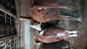 Vand 2 vaci baltate (la prima fatare) - imagine 2