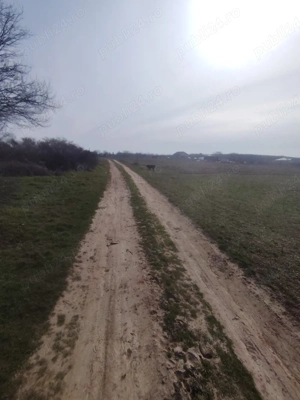 Teren intravilan in Coșoveni, Dolj