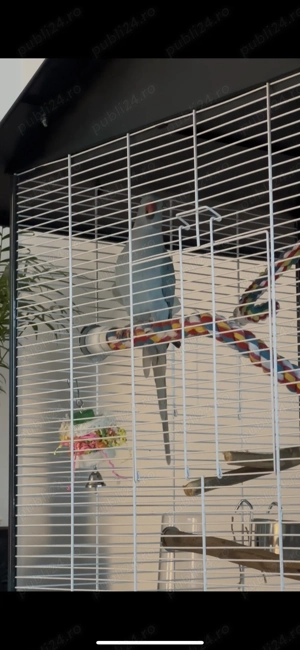 Vânzare Micul Alexandru  - imagine 2