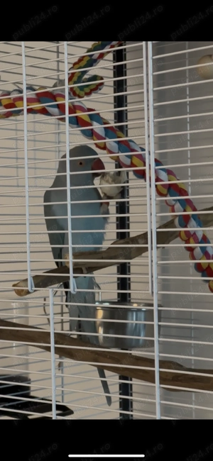 Vânzare Micul Alexandru  - imagine 5