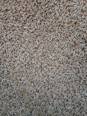 Vând grâu de calitate 1,30 leu