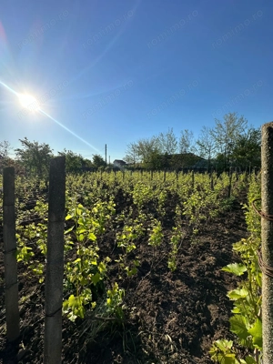 Direct proprietar: Casă demolabilă + teren 1167 mp - imagine 2