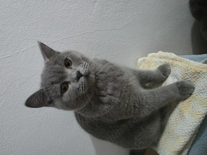 Vand pisica British Shorthair - imagine 2