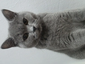 Vand pisica British Shorthair