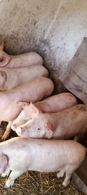 Șoldani cu greutatea cuprinsă între 25 și 35 kg  - imagine 2