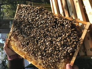 Vand 25 familii de albine foarte bune, cu matci hibride carpatina x ligustica