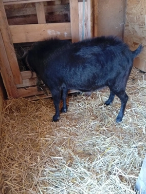 Schimb Tap - imagine 2