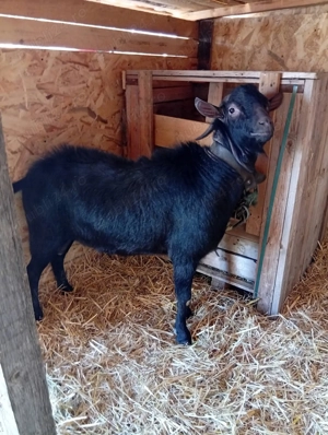 Schimb Tap - imagine 3