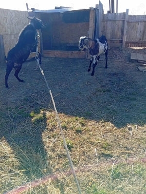 Schimb Tap - imagine 4