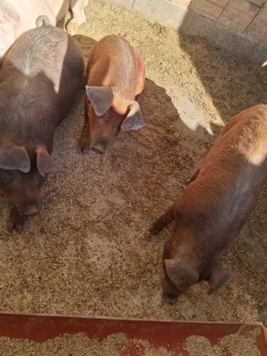 vand 3 soldani intre 60 65 de kg 