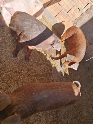 vand 3 soldani intre 60 65 de kg  - imagine 2