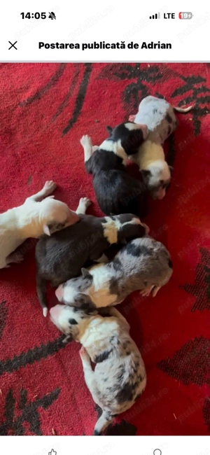 catelusi border collie - imagine 2