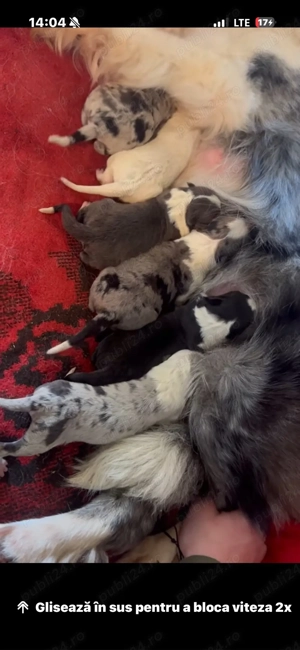 catelusi border collie