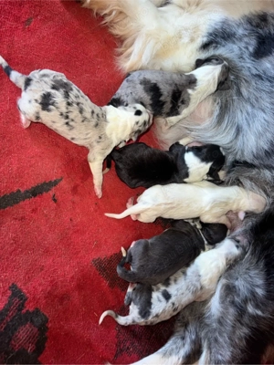 catelusi border collie - imagine 4