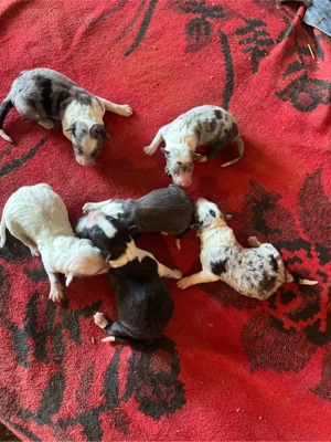 catelusi border collie - imagine 5