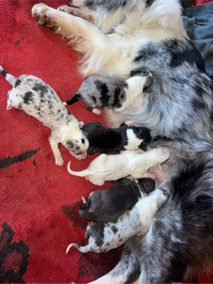 catelusi border collie - imagine 3