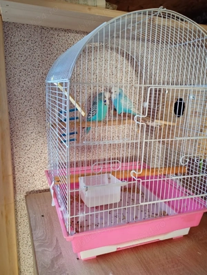 Peruși standard  - imagine 3