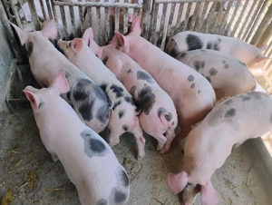 Vand Purcei Marel Alb si Pietrian cu Landrace si Pietrian si Porcii - imagine 2