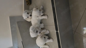Pui Bichon Maltez   1 fetiță și 3 băieței disponibili - imagine 3