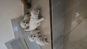 Pui Bichon Maltez   1 fetiță și 3 băieței disponibili - imagine 2